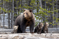 Grizzly Bears