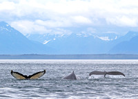 Whales