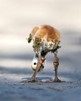 Birds- other