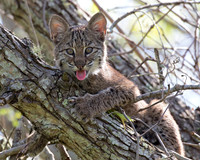 Bobcats