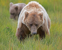 Coastal Brown Bears