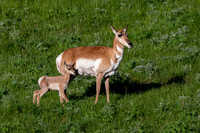 Pronghorn