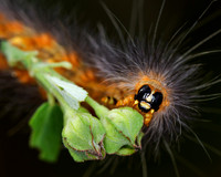 Bugs