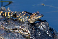 Gators