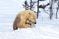 Polar Bears