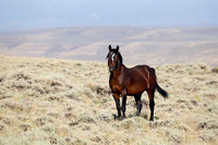 Horses