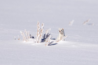 Small & Furry