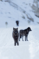 Wolves