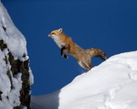 Foxes
