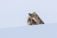 Coyotes