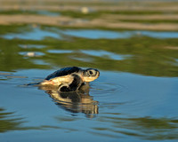 Turtles
